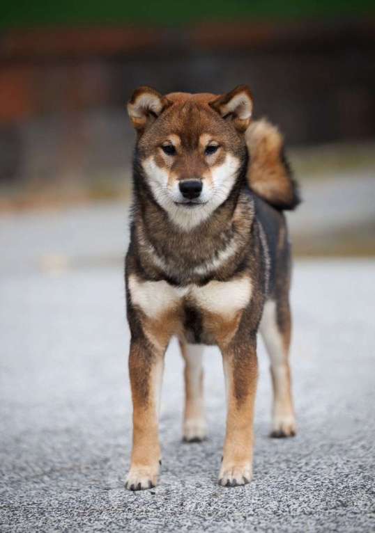Собаки в Москве: Сиба ину очень крутой кобель Мальчик, 150 000 руб. - фото 3