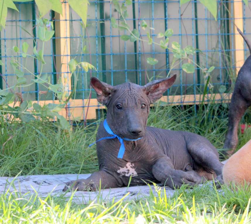 Собаки в Клине: Щенок Ксолоитцкуинтли, самый крупный размер. Мальчик, 80 000 руб. - фото 1