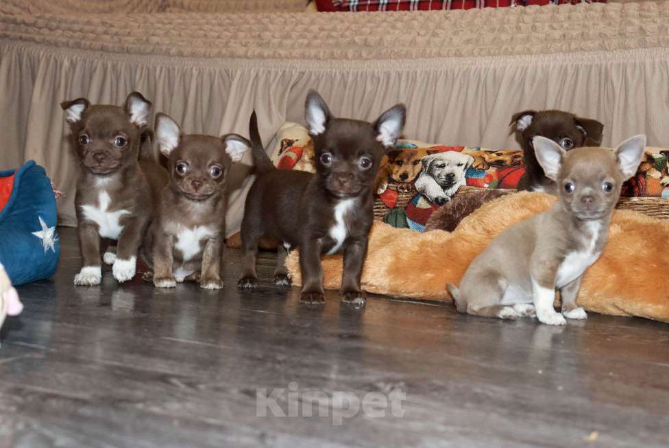 Собаки в Москве: Шоколадный батончик ЧИ Мальчик, 29 000 руб. - фото 5