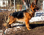 Собаки в Москве:  Продается чистокровный щенок немецкой овчарки с документами Мальчик, 20 000 руб. - фото 2