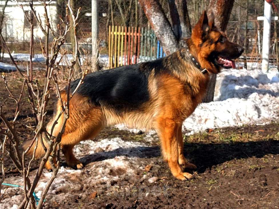 Собаки в Москве:  Продается чистокровный щенок немецкой овчарки с документами Мальчик, 20 000 руб. - фото 2