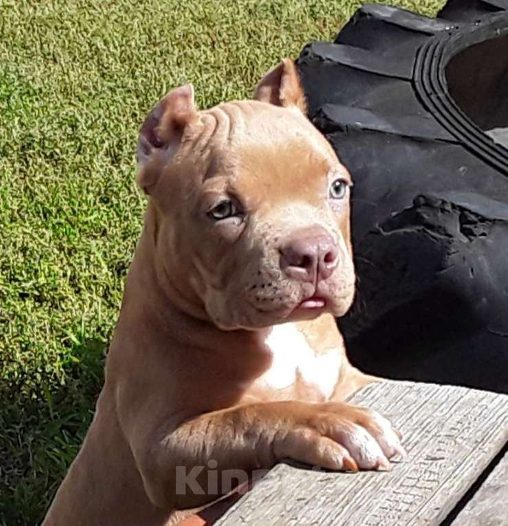 Собаки в Новосибирске: Щенок Американского булли пацан красный  Мальчик, 50 000 руб. - фото 5