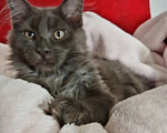 Кошки в Москве: Мейн кун. рыси Девочка, 22 000 руб. - фото 2