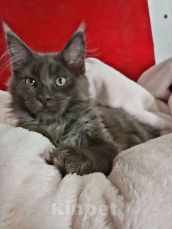 Кошки в Москве: Мейн кун. рыси Девочка, 22 000 руб. - фото 2