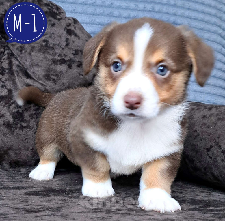 Собаки в Москве: Мальчик вельш-корги кардиган Мальчик, 60 000 руб. - фото 1