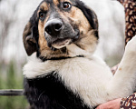 Собаки в Москве: Он так тоскует в приюте Мальчик, Бесплатно - фото 1