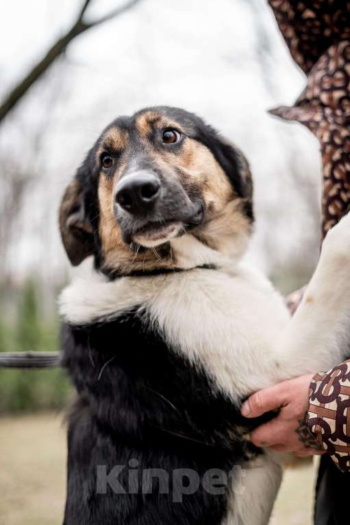 Собаки в Москве: Он так тоскует в приюте Мальчик, Бесплатно - фото 1