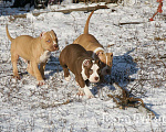 Собаки в Саратове: Американские булли, Питомник Мальчик, 60 000 руб. - фото 4