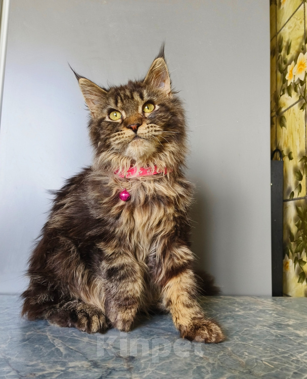 Кошки в Москве: Котёнок Мейн-кун Девочка Девочка, 45 000 руб. - фото 1