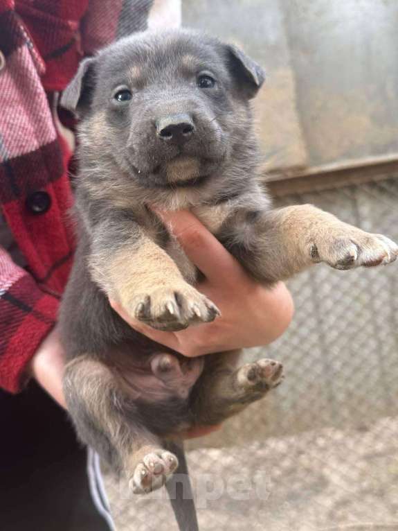 Собаки в других городах Крыма: Отдам 5 щенков в добрые руки / Крым, Нижнегорский р-н Разнополые, Бесплатно - фото 5