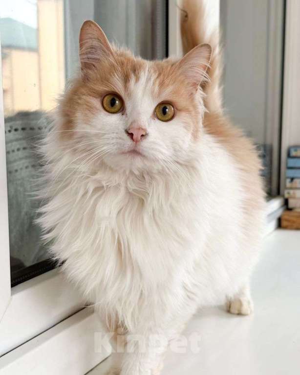 Кошки в Москве: Пушистая кошечка в добрые руки  Девочка, Бесплатно - фото 3