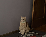 Кошки в Люберцах: Пропал кот Мальчик, 5 000 руб. - фото 3