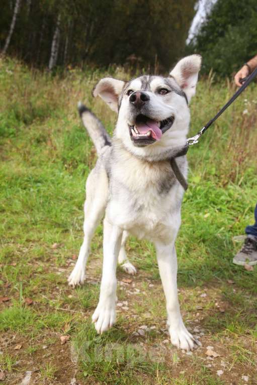 Собаки в Москве: Серенький, метис хаски Мальчик, Бесплатно - фото 4