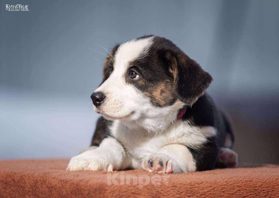 Собаки в Москве: Девочка корги Девочка, Бесплатно - фото 5