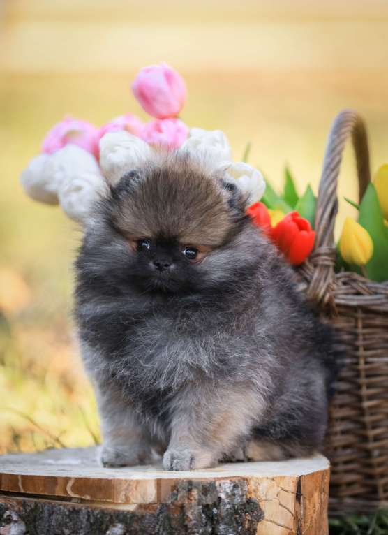 Собаки в Узловой: Девочка померанского шпица мини Девочка, 50 000 руб. - фото 4