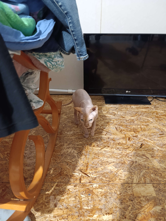 Кошки в Самаре: Отдам канадского сфинкса в добрые руки Мальчик, Бесплатно - фото 2