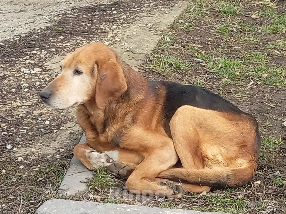 Собаки в Липецке: Найден кобель охотничьей породы  Мальчик, Бесплатно - фото 2