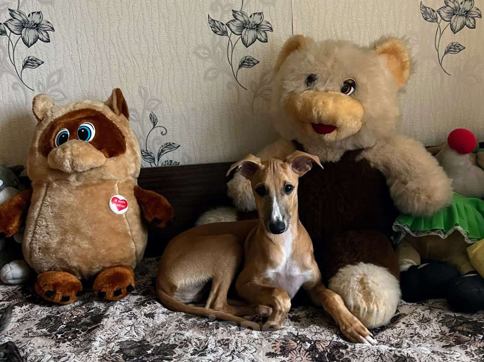 Собаки в Кубинке: Щенок уиппета Мальчик, Бесплатно - фото 2