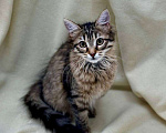 Кошки в Москве: Кто хочет домой? Я! Котенок в добрые руки Девочка, Бесплатно - фото 4
