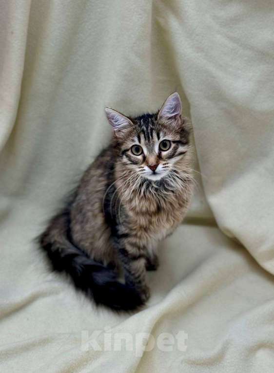 Кошки в Москве: Кто хочет домой? Я! Котенок в добрые руки Девочка, Бесплатно - фото 4