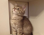 Кошки в Москве: Котята Мейн-Кун Девочка, 40 000 руб. - фото 2
