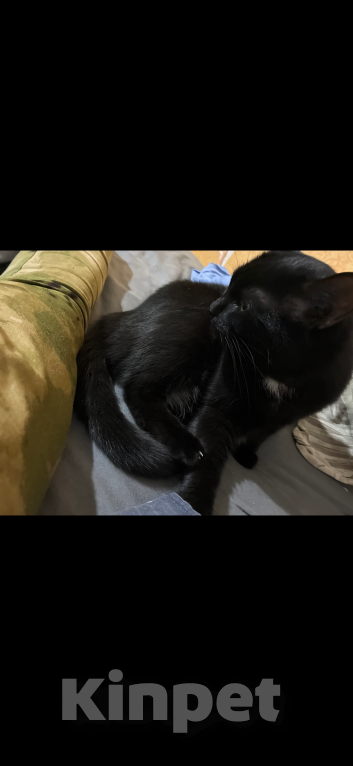 Кошки в Мурином: Пропала кошка Девочка, 10 000 руб. - фото 1