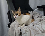Кошки в Москве: Котенок в добрые руки Девочка, Бесплатно - фото 1