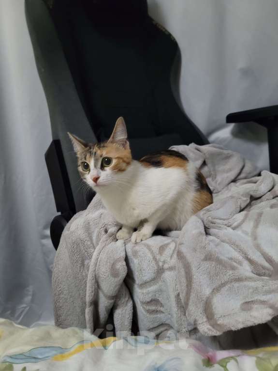 Кошки в Москве: Котенок в добрые руки Девочка, Бесплатно - фото 1