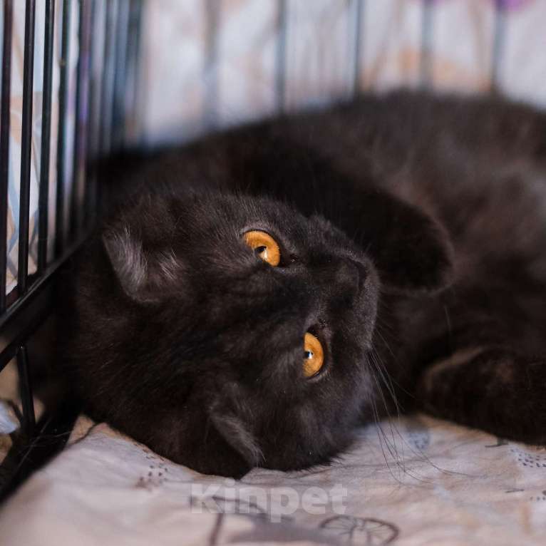 Кошки в Санкт-Петербурге: Лилу из приюта в добрые руки Девочка, Бесплатно - фото 8