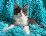 Кошки в Санкт-Петербурге: котик мейн кун Мальчик, 20 000 руб. - фото 4