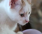 Кошки в Москве: Котенок, 2 мес., слабослышащий, очень ждет своих ЛЮДЕЙ Мальчик, Бесплатно - фото 4