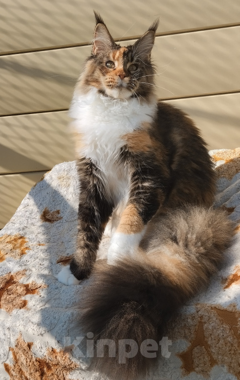 Кошки в Екатеринбурге: Кошечка - котенок Мейн Кун Девочка, 80 000 руб. - фото 4