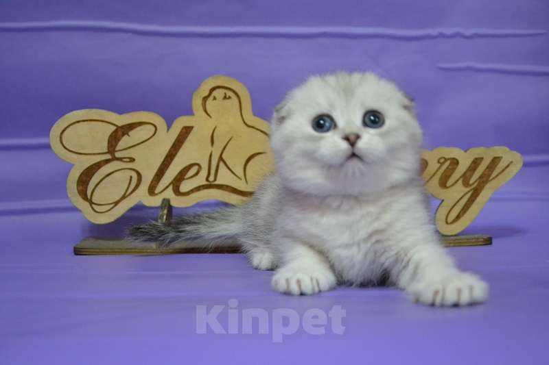 Кошки в Москве: Фолдочка серебристая Девочка, 65 000 руб. - фото 1