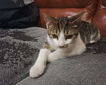 Кошки в Москве: Котенок " Муха" Мальчик, Бесплатно - фото 5