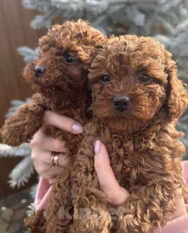 Собаки в Москве: Малыши той пуделя Девочка, 120 000 руб. - фото 3