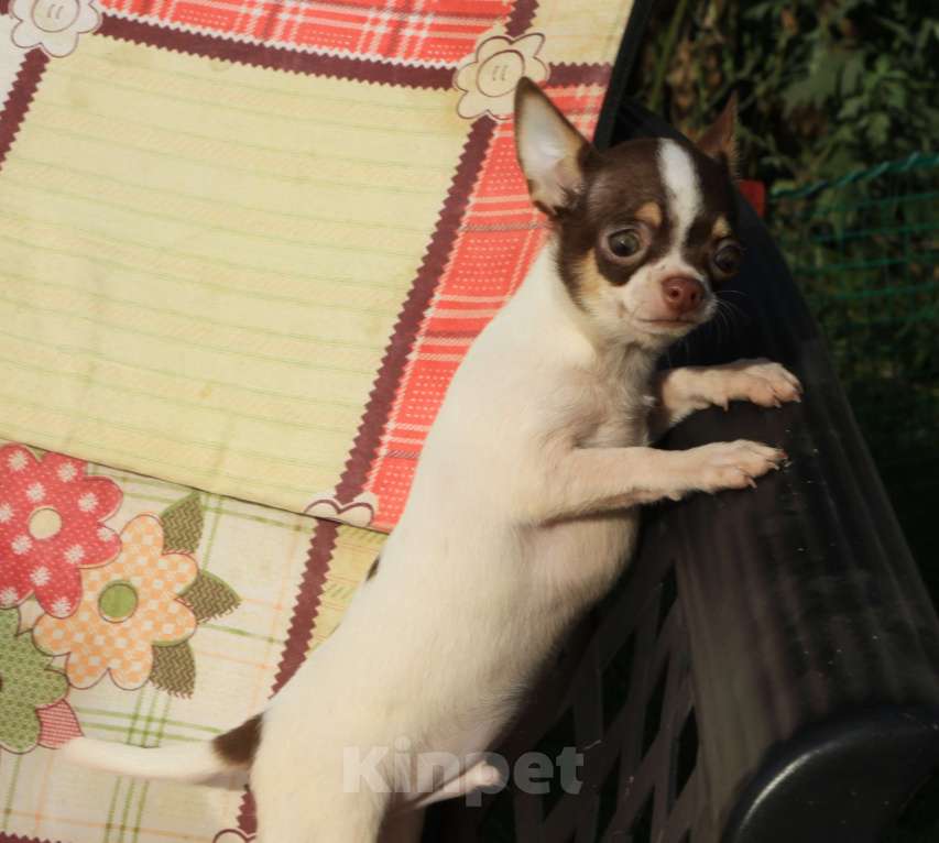 Собаки в Москве: Чихуахуа щенок мини мальчик  Мальчик, 45 000 руб. - фото 4