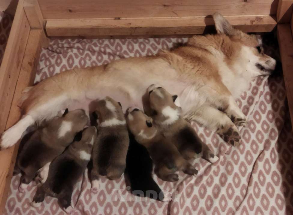 Собаки в Москве: Малыши вельш корги пемброк для раннего резервирования Мальчик, 70 000 руб. - фото 5