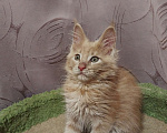 Кошки в Москве: Котята Мейн-кун Мальчик, 35 000 руб. - фото 5