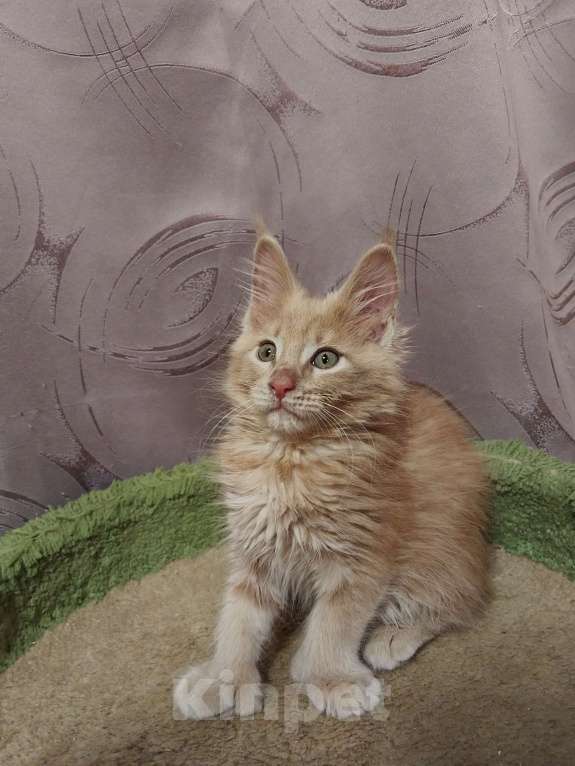 Кошки в Москве: Котята Мейн-кун Мальчик, 35 000 руб. - фото 5