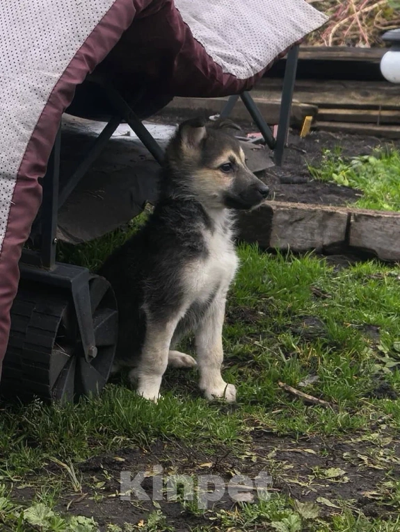 Собаки в Лосином-Петровском: Селин из ппбж Якутска Девочка, Бесплатно - фото 3