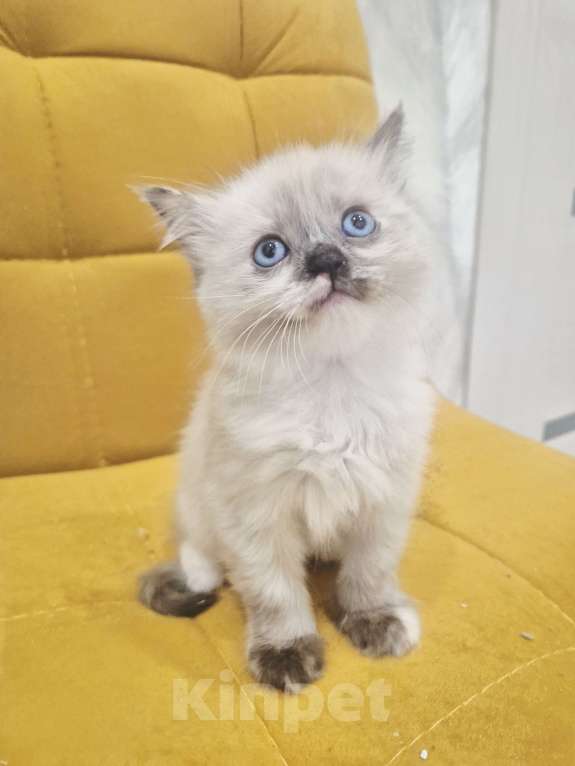 Кошки в Москве: Рэгдолл девочка  Девочка, 40 000 руб. - фото 4