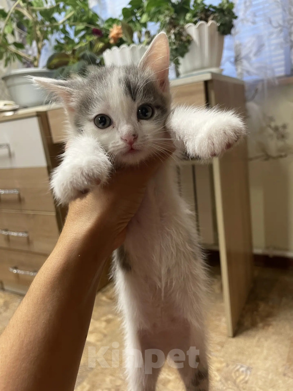 Кошки в Омске: Отдаю котят в добрые руки Разнополые, Бесплатно - фото 6