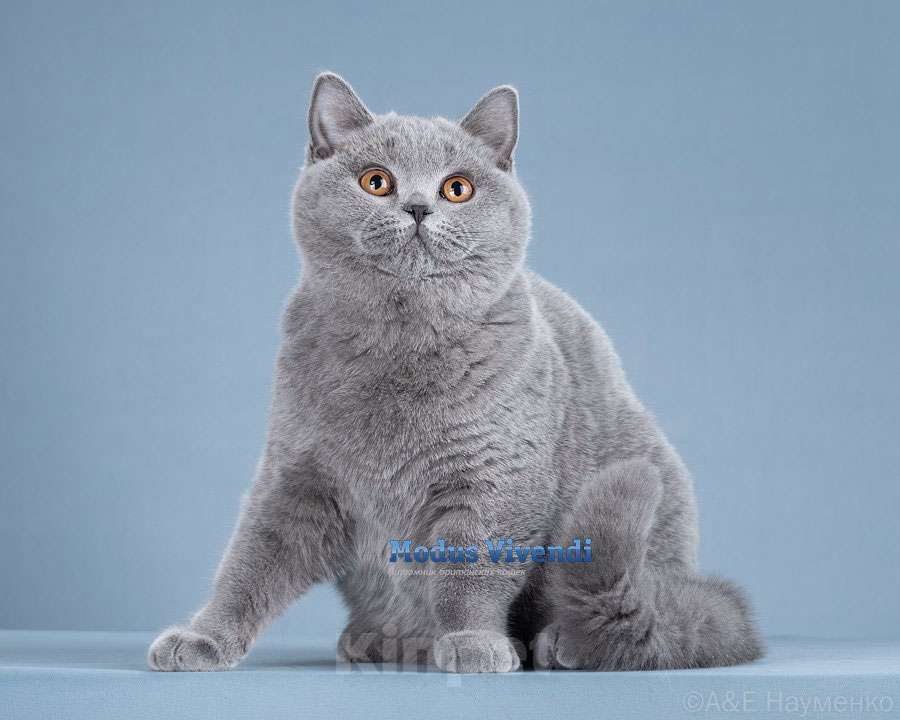 Кошки в других городах Московской области: Ручная ласковая малышка Девочка, 50 000 руб. - фото 2