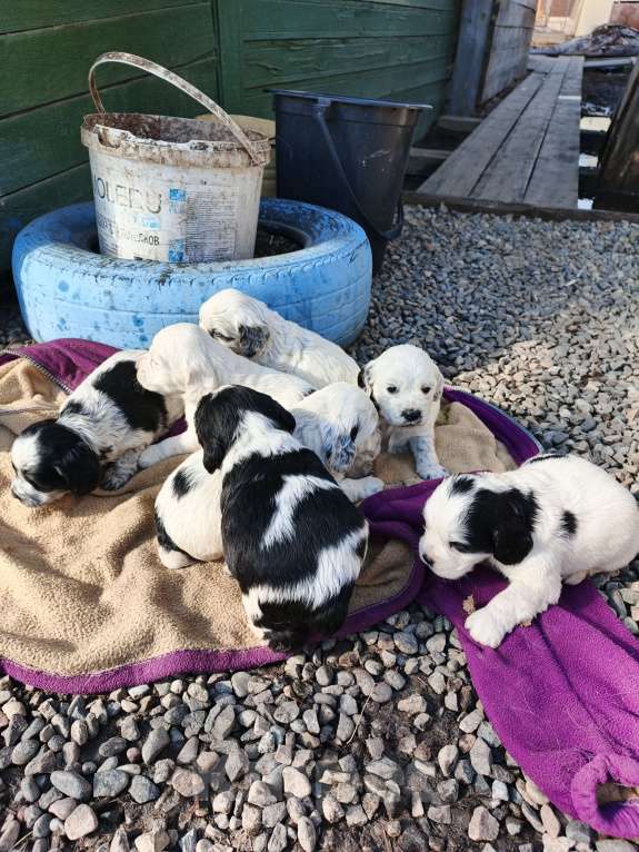 Собаки в Иркутске: Щенки русского спаниеля Мальчик, 6 000 руб. - фото 5