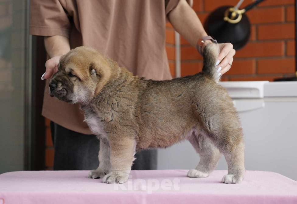 Собаки в Казани: Щенки САО Девочка, 50 000 руб. - фото 4