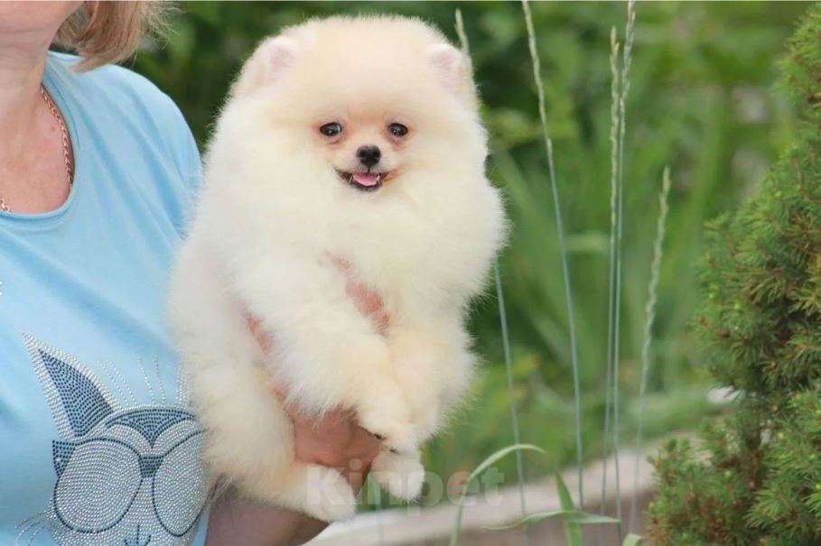 Собаки в Нижнем Новгороде: Померанский шпиц мини Девочка, Бесплатно - фото 3