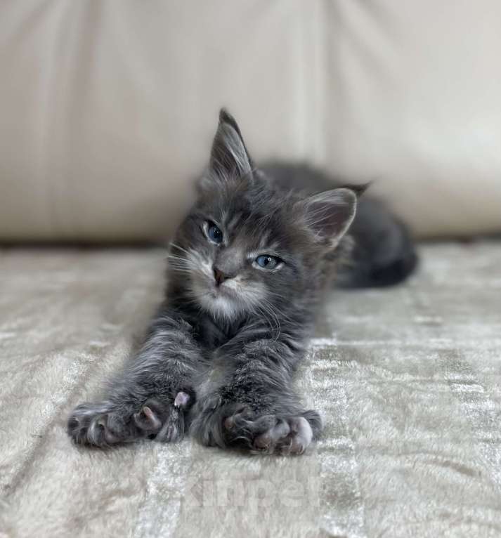 Кошки в Москве: Котята мейн-кун / 2 меяца Девочка, 79 990 руб. - фото 4
