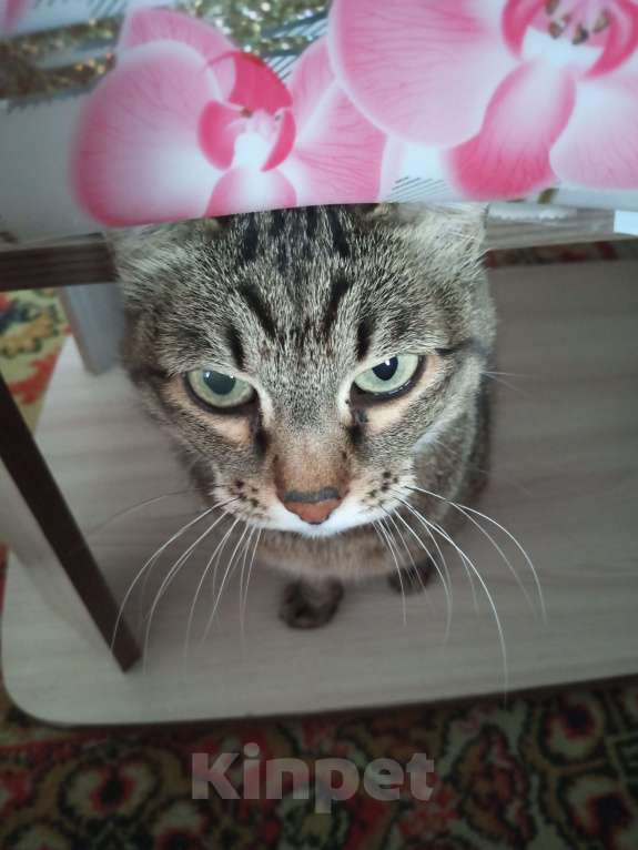 Кошки в Улане-Удэ: ПРОПАЛА САМАЯ ЛЮБИМАЯ КОШКА НА СВЕТЕ! Девочка, 1 000 руб. - фото 4