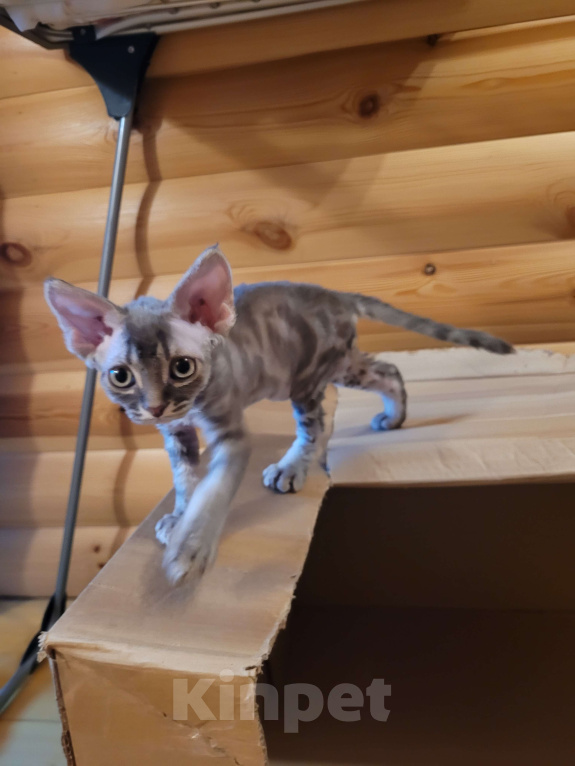 Кошки в Москве: Котенок девон-рекс мальчик Мальчик, 60 000 руб. - фото 3