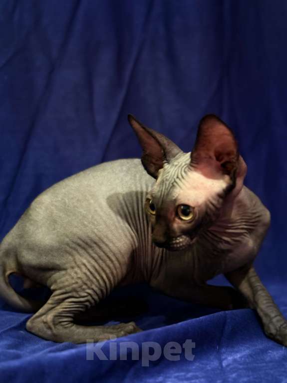 Кошки в Москве: Канадский сфинкс Мальчик, 20 000 руб. - фото 4